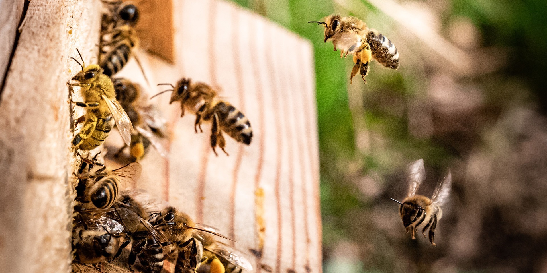 abeilles ruches en entreprise